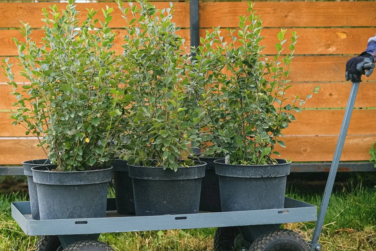 Arbustes en conteneur prêts à être plantés au jardin