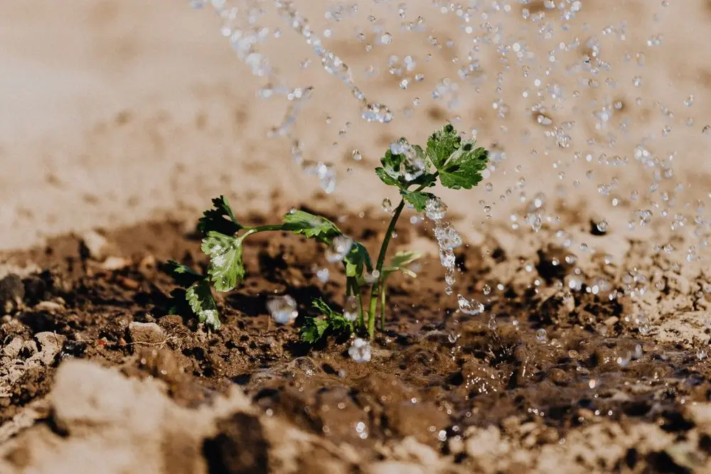 Arrosage d'une jeune plante juste après la plantation