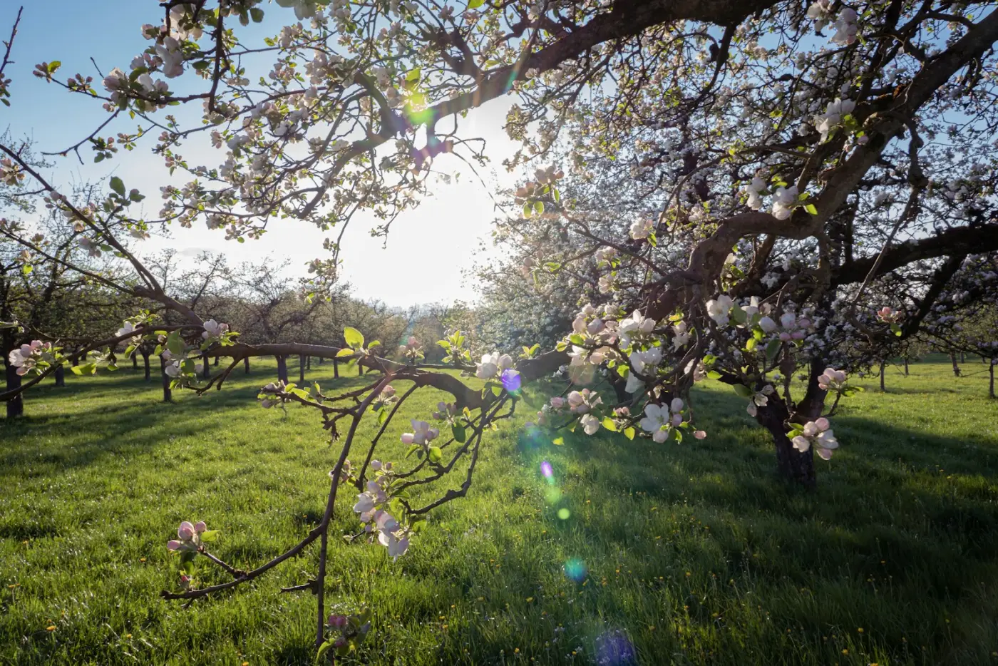 Arbres fruitiers en fleurs au-dessus d'une pelouse au printemps