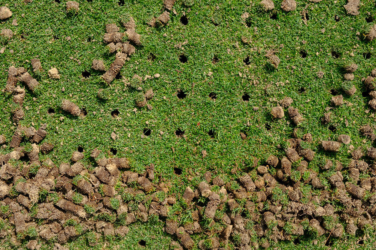 Carottes de terre extraites laissées en surface après aération du gazon