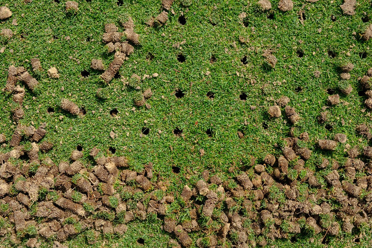 Carottes de terre extraites laissées en surface après aération du gazon