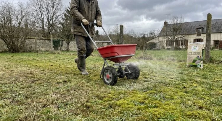 Paysagiste appliquant de la chaux à l'épandeur sur une pelouse envahie par la mousse