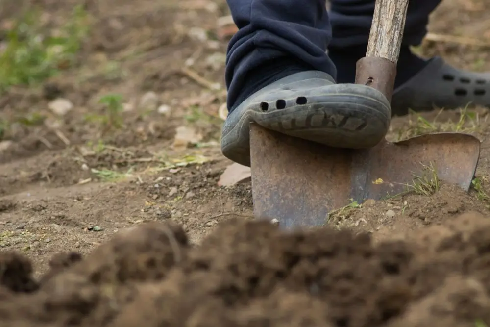 Bêche enfoncée dans la terre pour creuser un trou de plantation