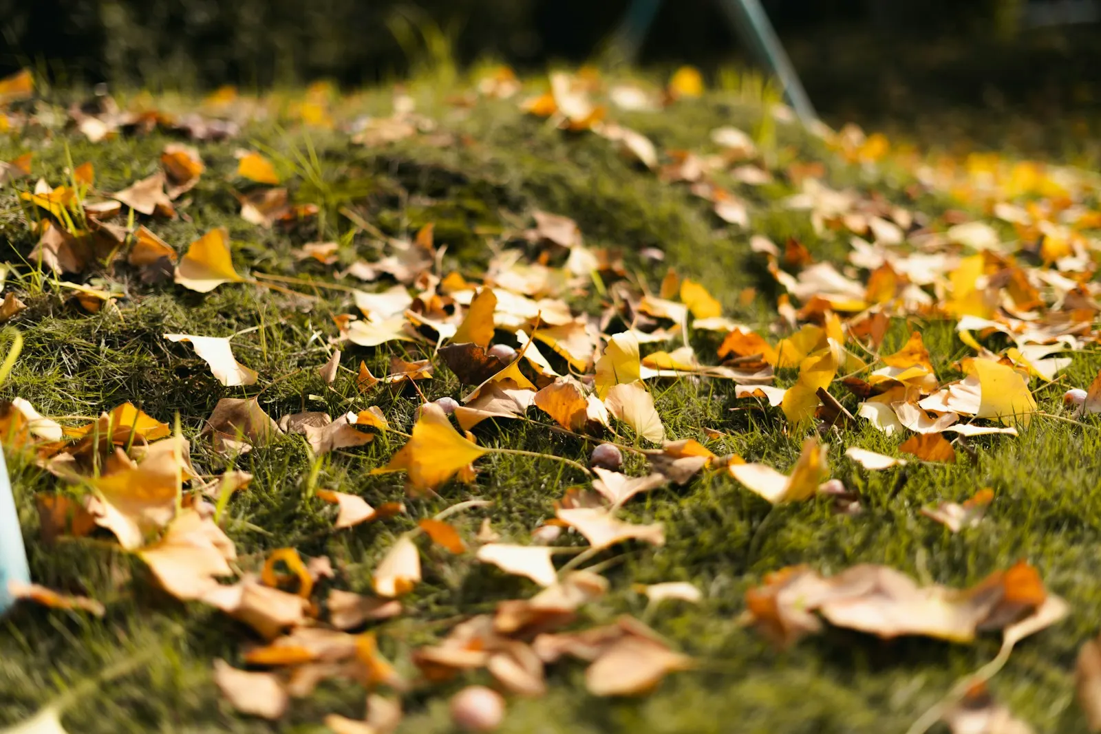 Pelouse recouverte de feuilles mortes en automne dans le Puy-de-Dôme