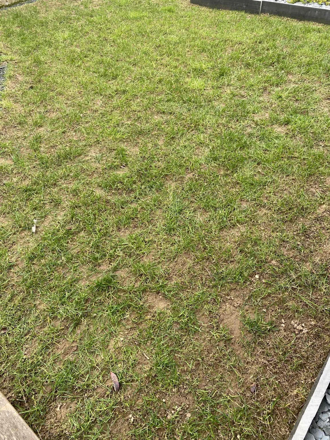 Zone de gazon dégarni et sec nécessitant un regarnissage