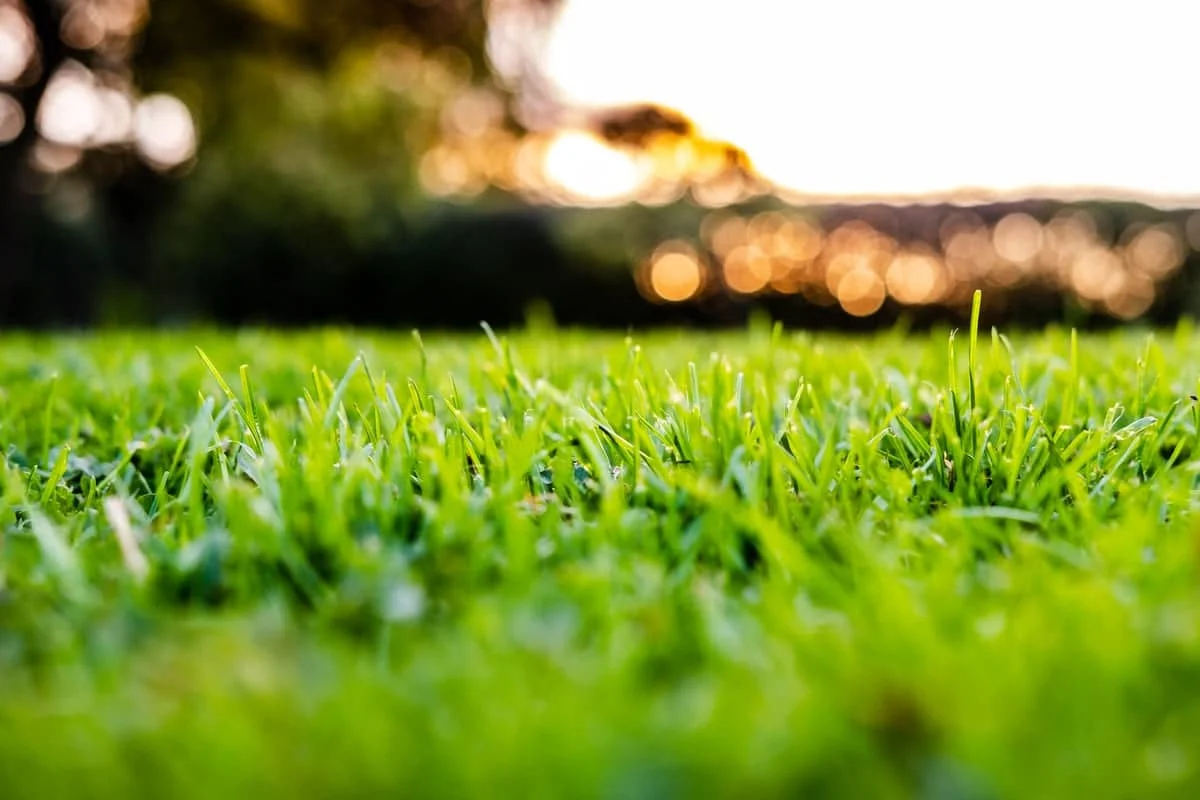 Gazon dense vu de près dans un jardin du Puy-de-Dôme
