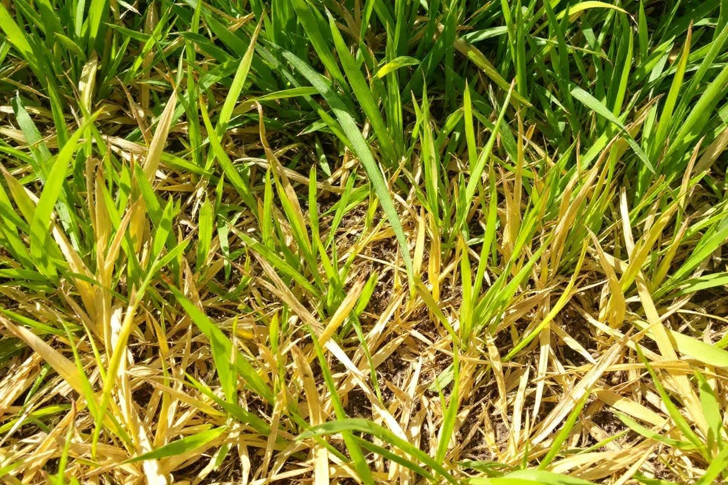 Pelouse jaunie en dormance estivale dans le Puy-de-Dôme