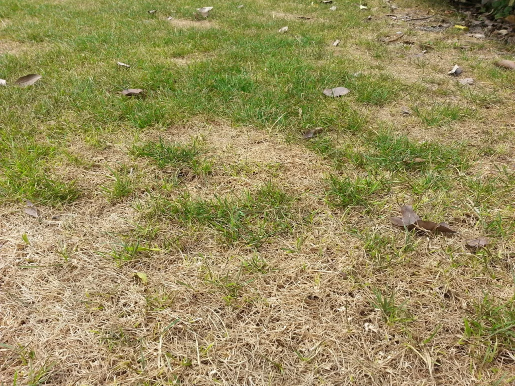 Sol argilo-calcaire fissuré et compacté avant amélioration, terrain à Vertaizon 63910