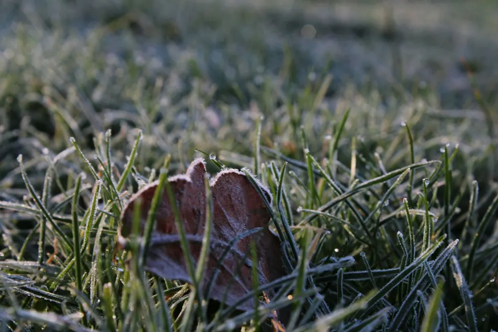 Herbe couverte de givre en hiver dans un jardin d'Auvergne