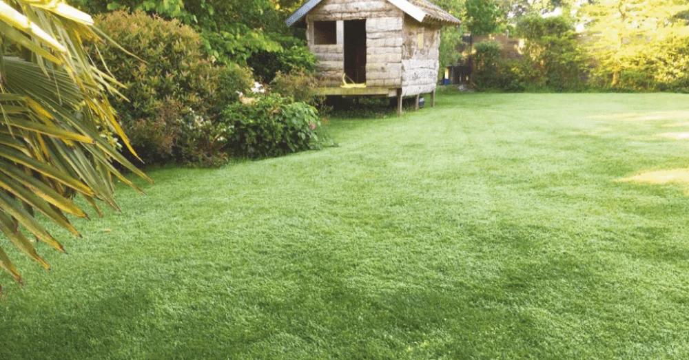 Pelouse envahie par la mousse dans un jardin du Puy-de-Dôme, avant traitement naturel