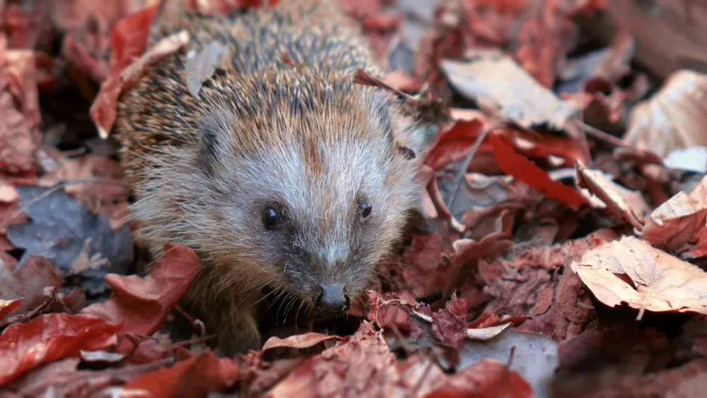 Hérisson dans un tas de feuilles mortes au jardin en automne