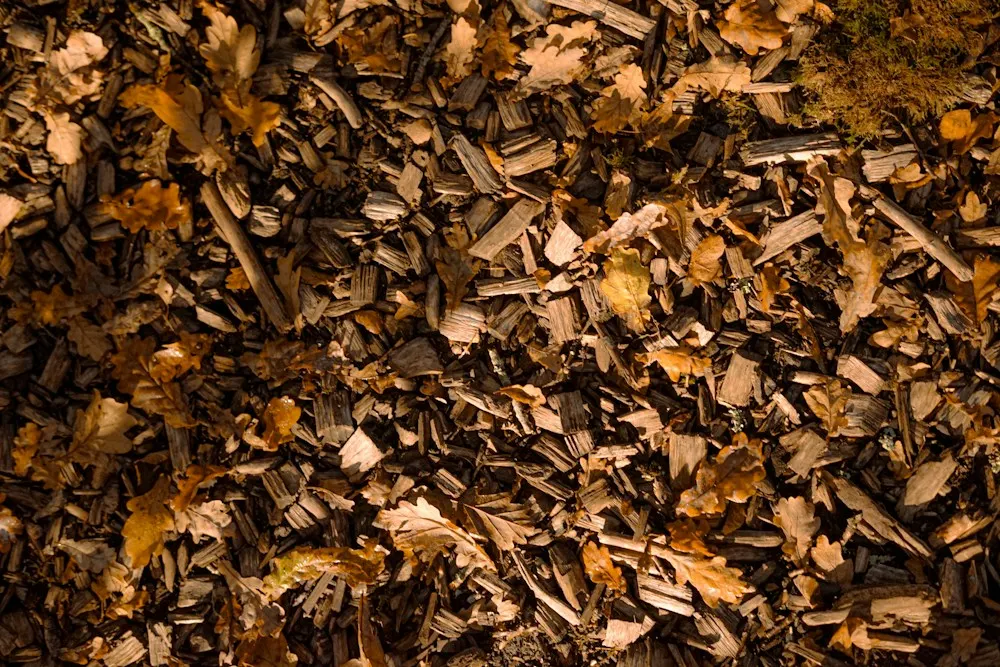 Paillage de feuilles de chêne mélangées à du broyat de bois au pied des massifs