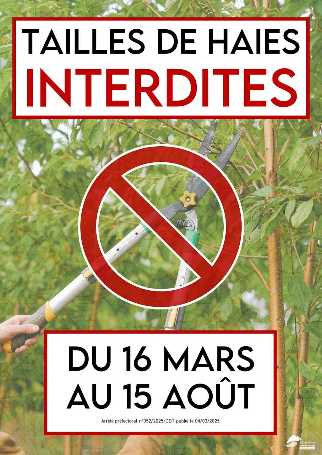 Taille d'entretien d'une haie en surface, sans pénétrer dans le végétal