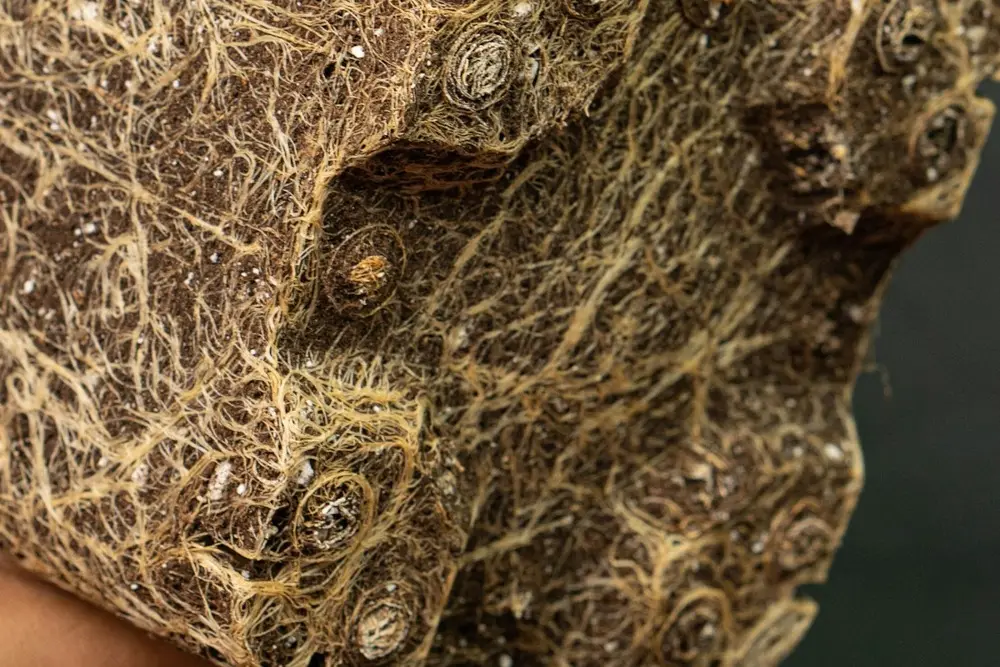 Racines d'une motte qui tournent en rond, en chignon