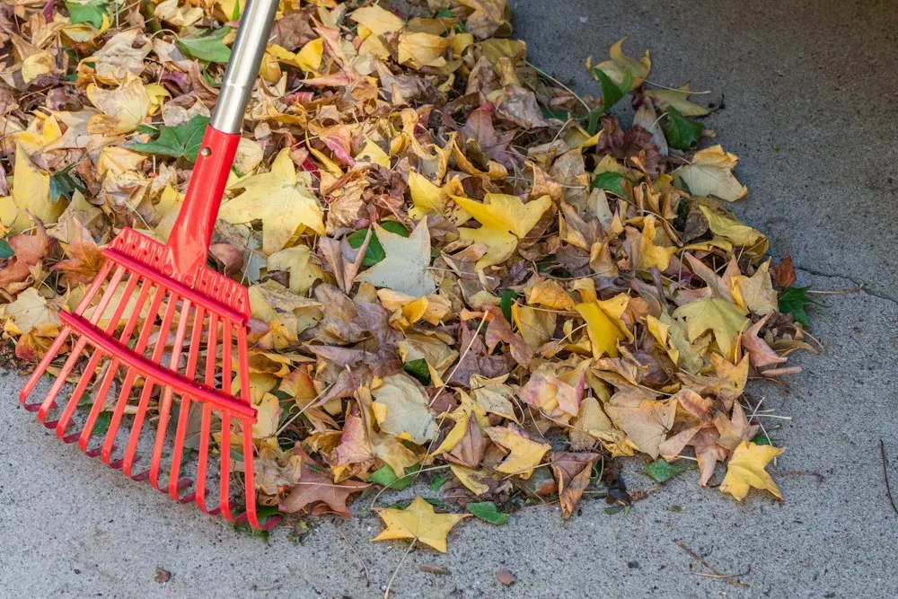 Râteau à feuilles à dents souples posé sur un tas de feuilles mortes