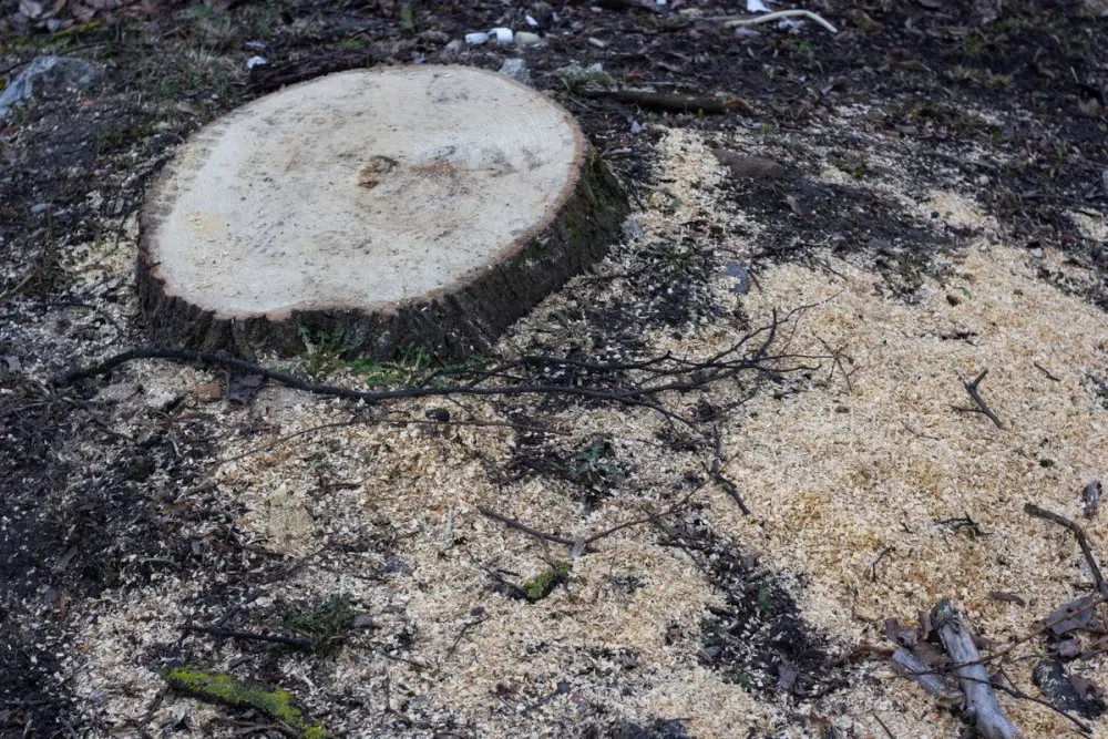 Souche d'arbre fraîchement coupée entourée de sciure