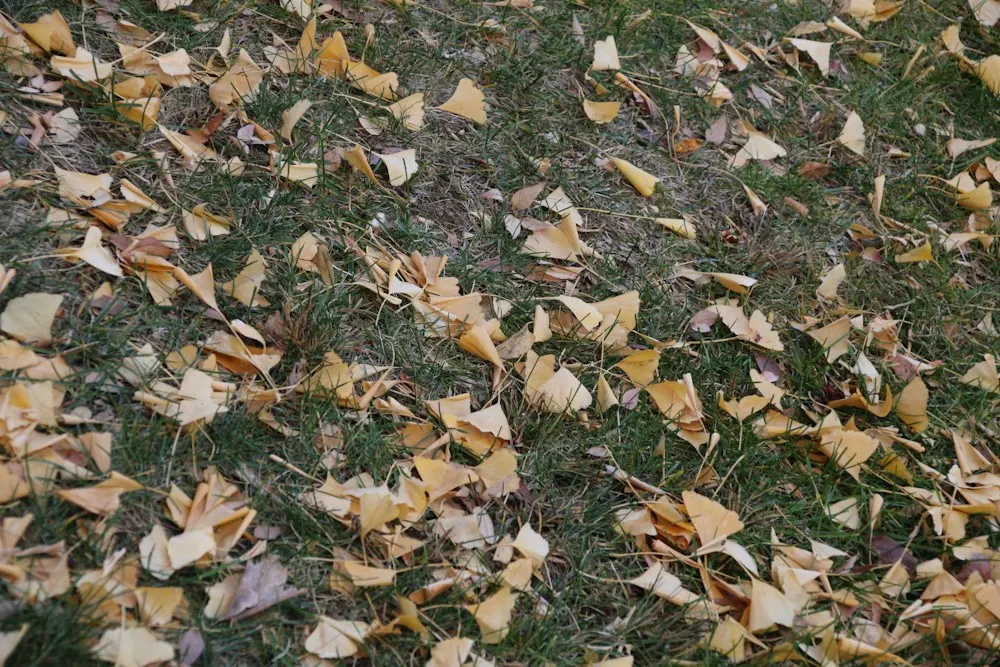 Tapis de feuilles mortes sur une pelouse clairsemée en automne