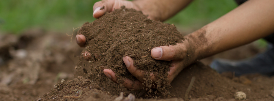 Sol grumeleux et riche en matière organique après amendement