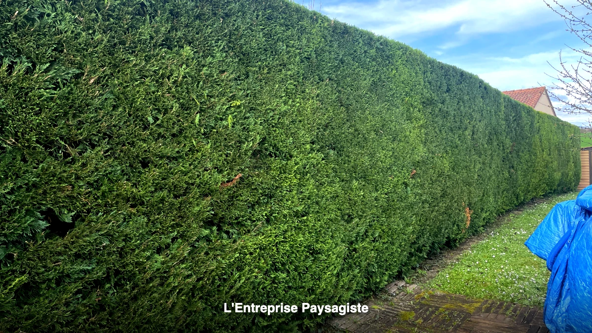 Grande haie taillée aux Martres-d'Artière par L'Entreprise Paysagiste