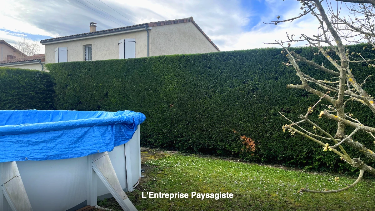Haie de jardin entretenue aux Martres-d'Artière, Puy-de-Dôme
