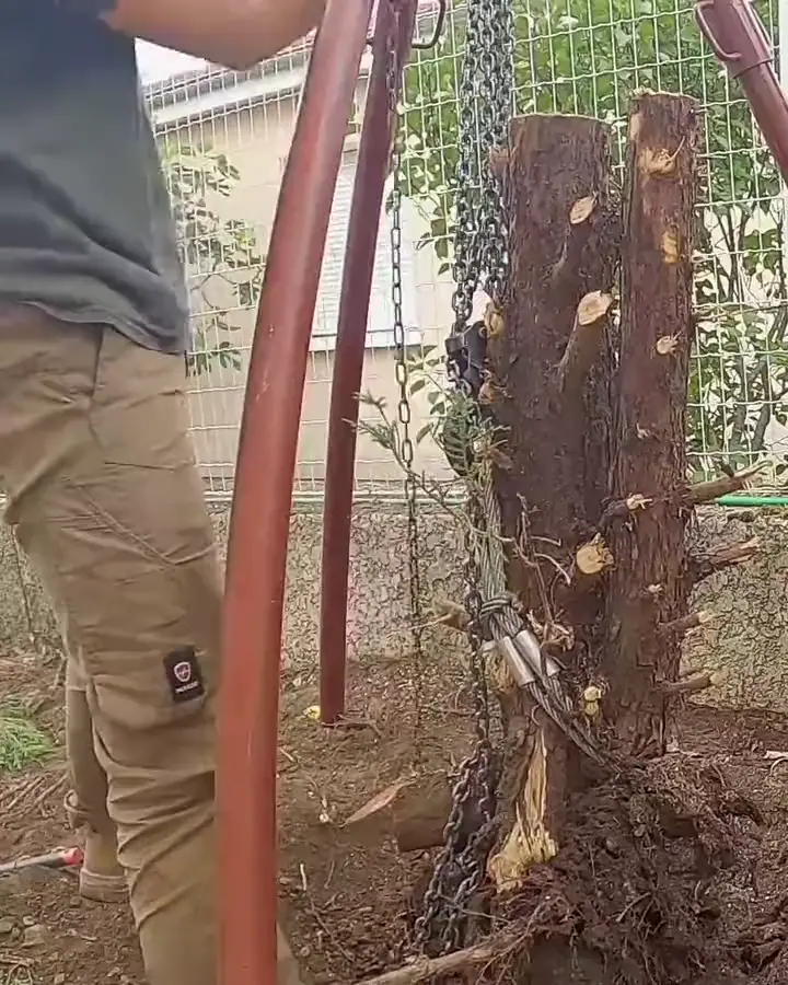 Arrachage d'une souche d'arbre