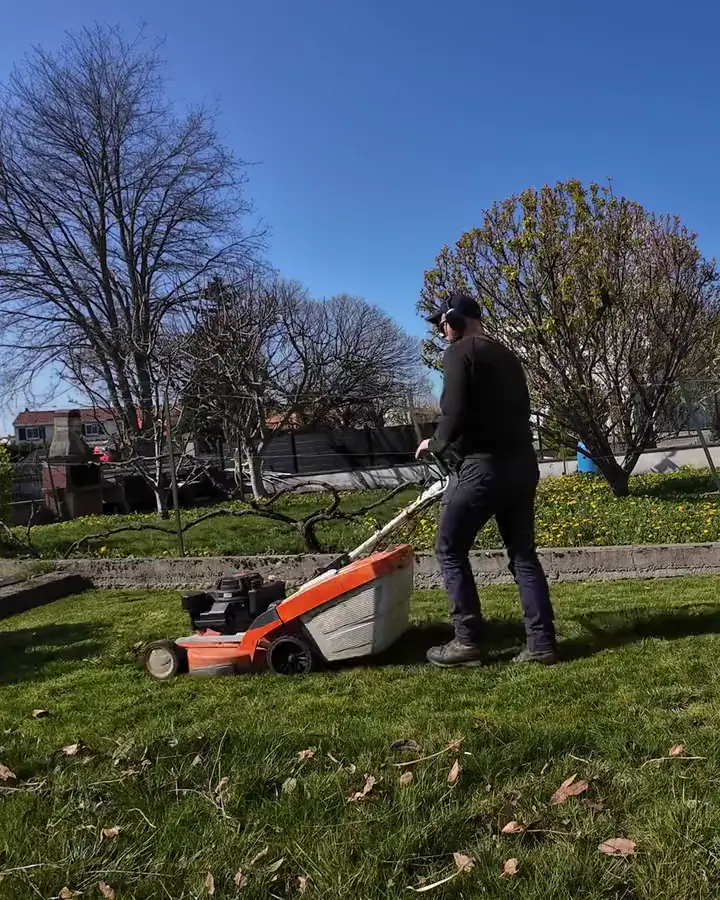 Tonte d'une pelouse à la tondeuse